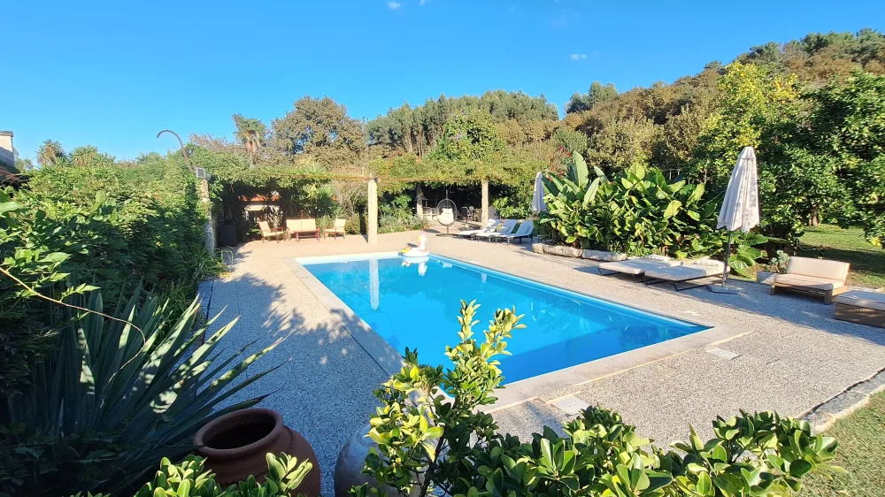 Pool surrounded by greenery